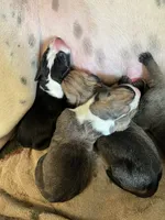 Big Boy, a male Great Dane for sale in Bull Shoals, AR – 2 of 9