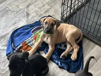 Lime Green Collar, a male Great Dane for sale in Bull Shoals, AR – 2 of 8