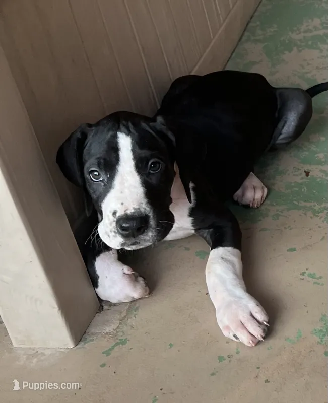 Light pink collar  – Great Dane puppy for sale in Bull Shoals, AR