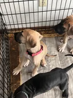 Dark Pink Collar, a female Great Dane for sale in Bull Shoals, AR – 3 of 4