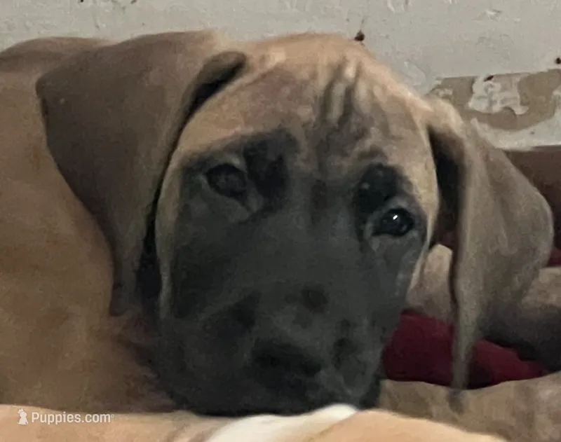 Purple Collar – Great Dane puppy for sale in Bull Shoals, AR