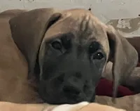Purple Collar, a female Great Dane for sale in Bull Shoals, AR – 1 of 4