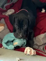 Pink, a female Great Dane for sale in Bull Shoals, AR – 2 of 5