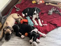 Light Purple, a female Great Dane for sale in Bull Shoals, AR – 5 of 8