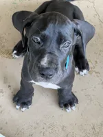 Blue, a male Great Dane for sale in Bull Shoals, AR – 3 of 7