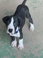 Blue Collar, a male Great Dane for sale in Bull Shoals, AR – 5 of 8