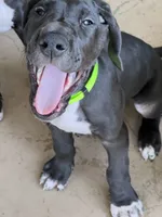 Green , a male Great Dane for sale in Bull Shoals, AR – 2 of 5