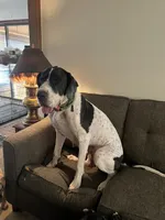 Red Collar, a male Great Dane for sale in Bull Shoals, AR – 7 of 7
