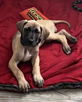 Purple Collar, a female Great Dane for sale in Bull Shoals, AR – 2 of 4