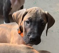 Orange Collar, a male Great Dane for sale in Bull Shoals, AR – 3 of 7