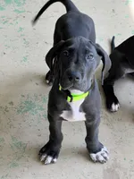 Green , a male Great Dane for sale in Bull Shoals, AR – 3 of 5