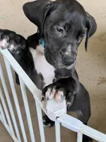 Blue, a male Great Dane for sale in Bull Shoals, AR – 4 of 7