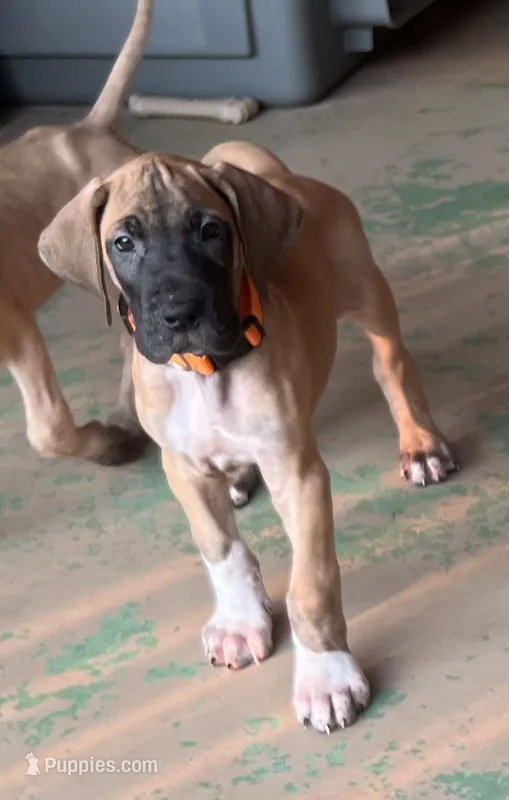 Orange Collar – Great Dane puppy for sale in Bull Shoals, AR