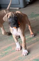 Orange Collar, a male Great Dane for sale in Bull Shoals, AR – 1 of 7