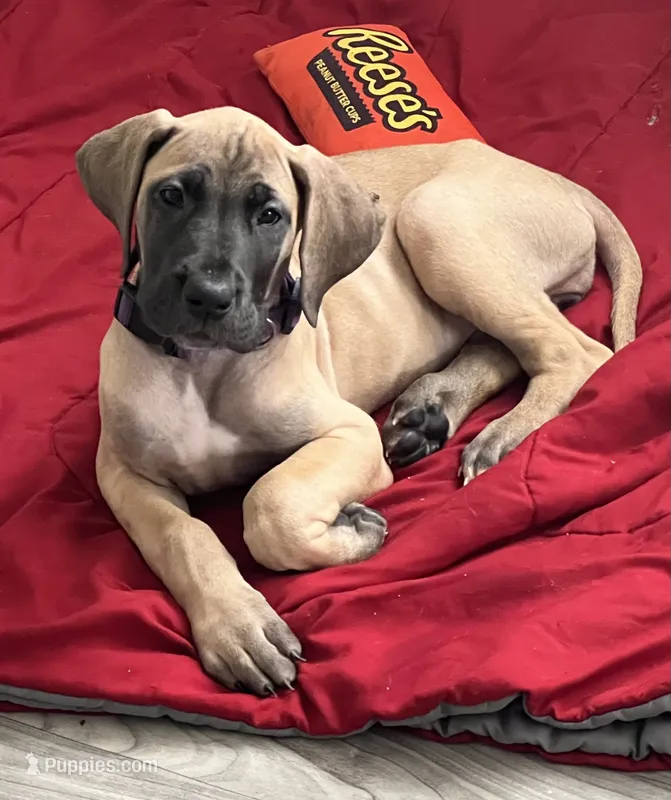 Purple Collar – Great Dane puppy for sale in Bull Shoals, AR