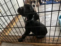 Green Collar, a male Great Dane for sale in Bull Shoals, AR – 3 of 8