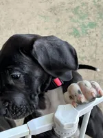 Pink, a female Great Dane for sale in Bull Shoals, AR – 3 of 5