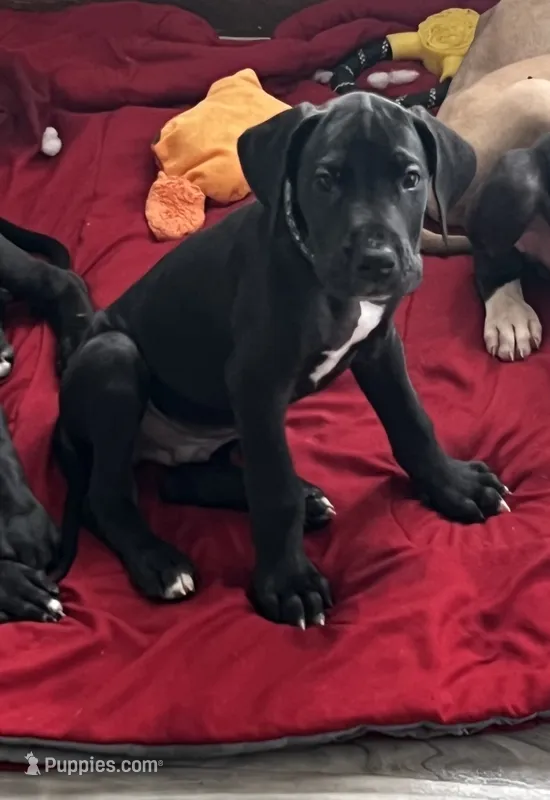 Green Collar – Great Dane puppy for sale in Bull Shoals, AR
