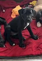 Green Collar, a male Great Dane for sale in Bull Shoals, AR – 1 of 8