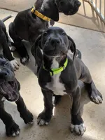 Green , a male Great Dane for sale in Bull Shoals, AR – 4 of 5