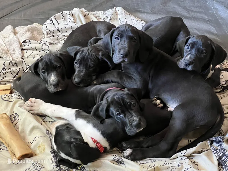 Black male – Great Dane puppy for sale in Bull Shoals, AR