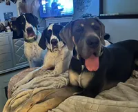 Big Boy, a male Great Dane for sale in Bull Shoals, AR – 6 of 9