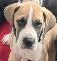 Black Collar, a male Great Dane for sale in Bull Shoals, AR – 3 of 4