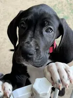 Pink, a female Great Dane for sale in Bull Shoals, AR – 4 of 5