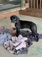 Pink, a female Great Dane for sale in Bull Shoals, AR – 5 of 5