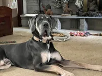 Orange Collar, a male Great Dane for sale in Bull Shoals, AR – 7 of 7