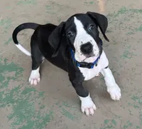 Blue Collar, a male Great Dane for sale in Bull Shoals, AR – 7 of 8