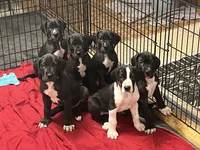 Black male, a male Great Dane for sale in Bull Shoals, AR – 2 of 2