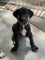 Gold, a male Great Dane for sale in Bull Shoals, AR – 2 of 4