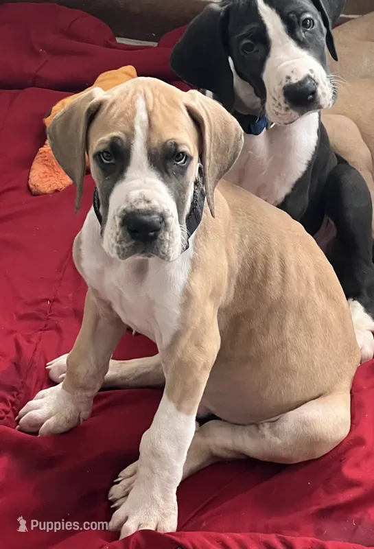 Black Collar – Great Dane puppy for sale in Bull Shoals, AR