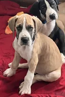 Black Collar, a male Great Dane for sale in Bull Shoals, AR – 1 of 4