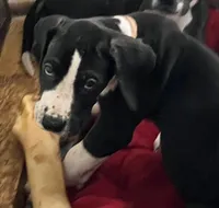Light pink collar , a female Great Dane for sale in Bull Shoals, AR – 3 of 10