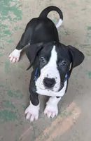 Blue Collar, a male Great Dane for sale in Bull Shoals, AR – 4 of 8