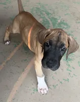 Orange Collar, a male Great Dane for sale in Bull Shoals, AR – 2 of 7