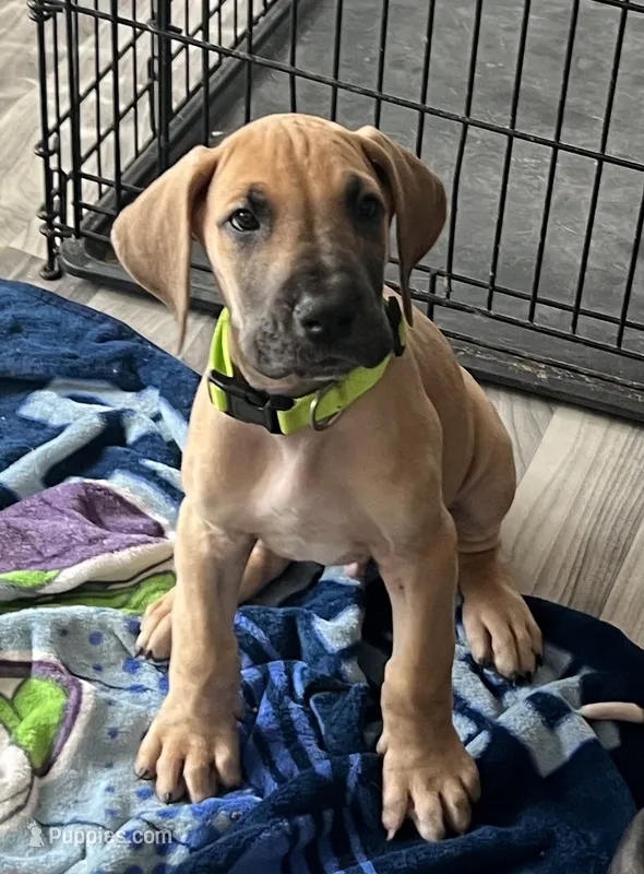 Lime Green Collar – Great Dane puppy for sale in Bull Shoals, AR
