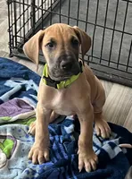 Lime Green Collar, a male Great Dane for sale in Bull Shoals, AR – 1 of 8