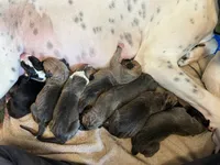 Big Boy, a male Great Dane for sale in Bull Shoals, AR – 4 of 9