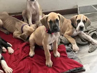 Orange Collar, a male Great Dane for sale in Bull Shoals, AR – 4 of 7