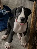Light pink collar , a female Great Dane for sale in Bull Shoals, AR – 2 of 10