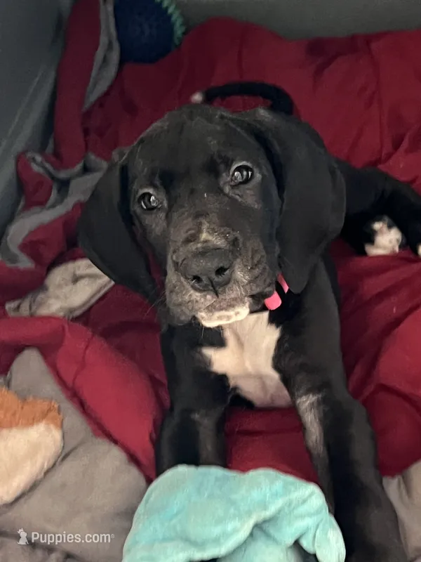 Pink – Great Dane puppy for sale in Bull Shoals, AR