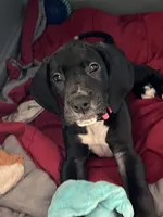 Pink, a female Great Dane for sale in Bull Shoals, AR – 1 of 5