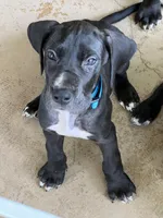 Blue, a male Great Dane for sale in Bull Shoals, AR – 6 of 7