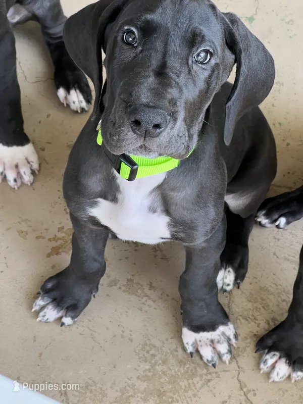 Green  – Great Dane puppy for sale in Bull Shoals, AR