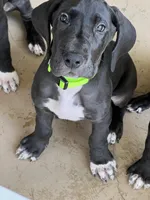 Green , a male Great Dane for sale in Bull Shoals, AR – 1 of 5