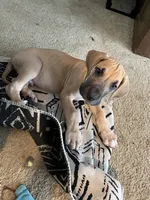 Lime Green Collar, a male Great Dane for sale in Bull Shoals, AR – 5 of 8