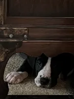 Light pink collar , a female Great Dane for sale in Bull Shoals, AR – 4 of 10